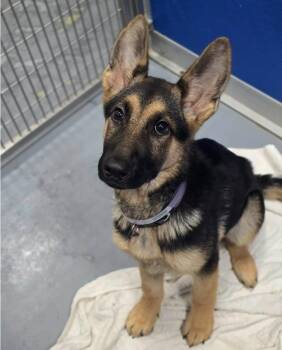 German Shepherd Dog Dogs Available for Adoption in Sedalia, Colorado - Rosey | PetCurious