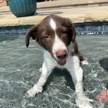 Rescue Border Collie Dogs for Adoption in The Woodlands, Texas - Tundra 74 | PetCurious