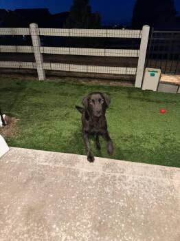 Labrador Retriever Dogs Available for Adoption - Sophie | PetCurious