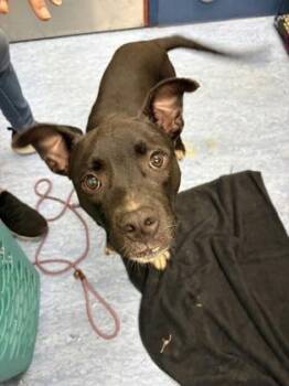 Cucumber -  Mixed Breed Dog for Adoption in Charleston, South Carolina - Cucumber | PetCurious