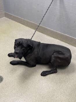 Cane Corso Dogs Available for Adoption in Las Vegas, Nevada - BLAZE | PetCurious