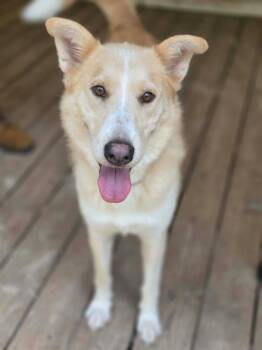 Fletch -  Husky and Mixed Breed Dog for Adoption in Savage, Minnesota - Fletch | PetCurious
