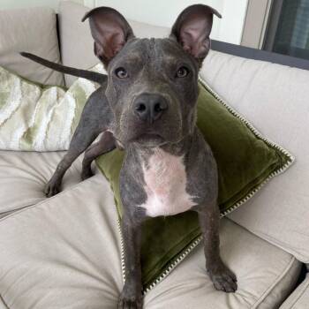 Mixed Breed Dogs Available for Adoption - Courage | PetCurious