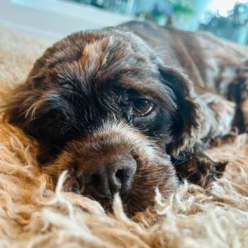Rolo -  Cocker Spaniel Dog for Adoption in Calgary, Alberta - Rolo | PetCurious