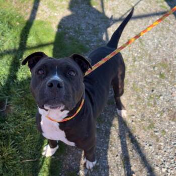 Mixed Breed Dogs Available for Adoption in Spokane, Washington - Kekoa | PetCurious