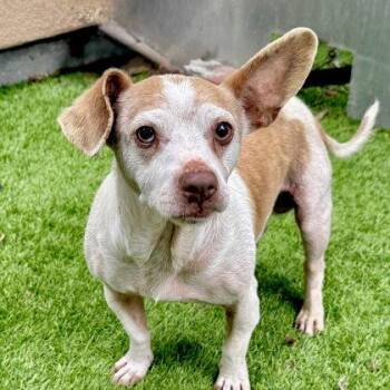 Chihuahua Dogs Available for Adoption in Oakland, California - Edward | PetCurious