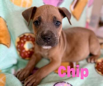 Rescue Pit Bull Terrier Dogs for Adoption in Shalimar, Florida - Chip | PetCurious