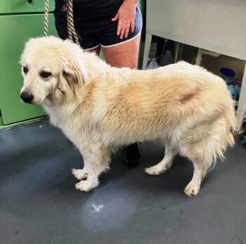Great Pyrenees and Mixed Breed Dogs Available for Adoption in Picayune, Mississippi - Cloud | PetCurious
