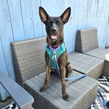 Adele -  Belgian Shepherd Malinois and Mixed Breed Dog for Adoption in La Grange, Kentucky - Adele | PetCurious