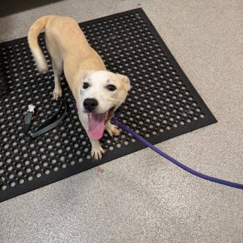 Mixed Breed Dogs Available for Adoption in Englewood, Florida - Ralph | PetCurious
