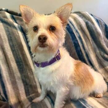 Pebbles -  Terrier and Mixed Breed Dog for Adoption in Olathe, Kansas - Pebbles | PetCurious