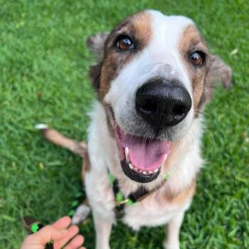 Vanna -  German Shepherd Dog Dog for Adoption in Mooresville, North Carolina - Vanna | PetCurious