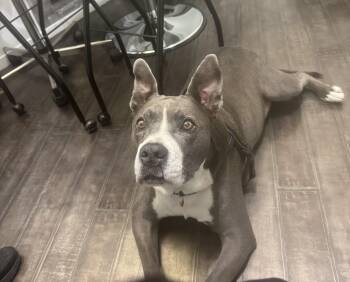 Axel -  Pit Bull Terrier Dog for Adoption in Upland, California - Axel | PetCurious