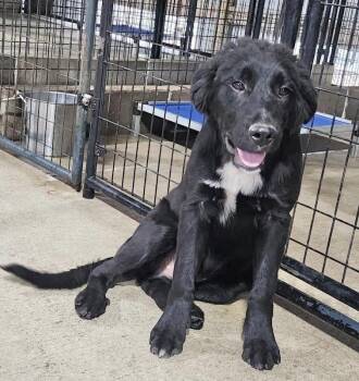Halfie -  Australian Shepherd Dog for Adoption in Manchester, Connecticut - Halfie | PetCurious