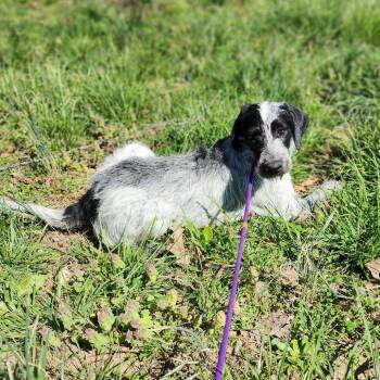 Australian Cattle Dog Blue Heeler and Poodle Dogs Available for Adoption - Charley | PetCurious