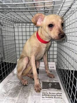 A187034 -  Chihuahua and Mixed Breed Dog for Adoption in Pasadena, Texas - A187034 | PetCurious