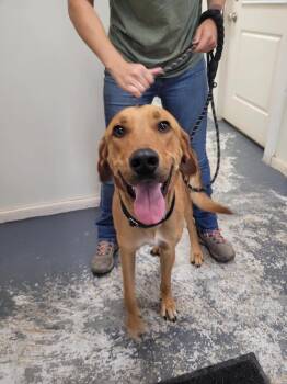 Bo -  Hound Dog for Adoption in Linton, Indiana - Bo | PetCurious