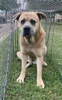 Mixed Breed Dogs Available for Adoption in Dallas, Texas - CORLEONE | PetCurious