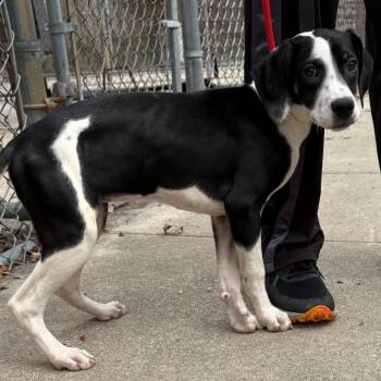 German Shorthaired Pointer and Mixed Breed Dogs Available for Adoption - Myrtle | PetCurious