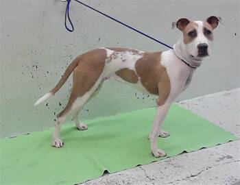 BINGO -  American Staffordshire Terrier and Mixed Breed Dog for Adoption in Houston, Texas - BINGO | PetCurious
