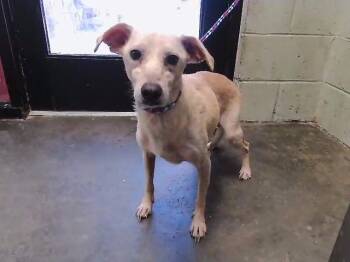 FIREFLY -  Chihuahua and Mixed Breed Dog Available for Adoption in Tulsa, Oklahoma - FIREFLY | PetCurious