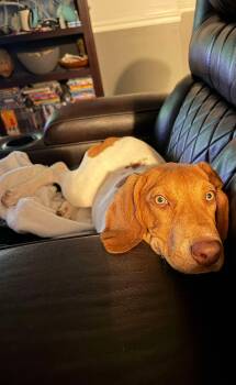 Lady (Brooke-fostered in TN) -  Hound and Pointer Dog for Adoption in Brighton, Tennessee - Lady (Brooke-fostered In TN) | PetCurious