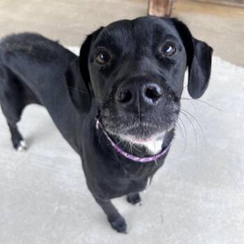 Bella Bean -  Mixed Breed Dog for Adoption in Columbus, Georgia - Bella Bean | PetCurious