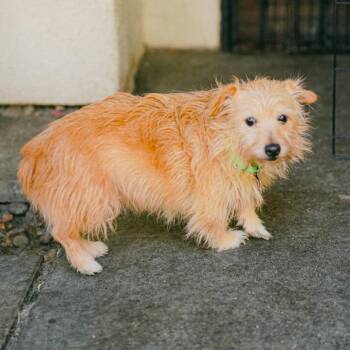 Audie -  Terrier and Mixed Breed Dog for Adoption in San Francisco, California - Audie | PetCurious
