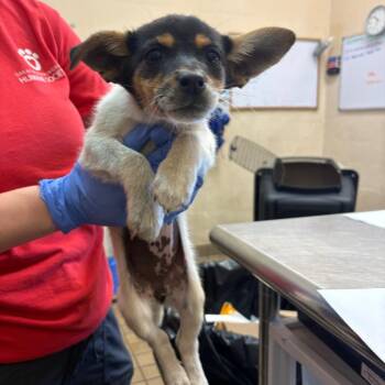 Terrier Dogs Available for Adoption in Birmingham, Alabama - Vixy | PetCurious