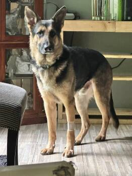 Rescue German Shepherd Dog Dogs for Adoption in Attica, Michigan - Zion | PetCurious