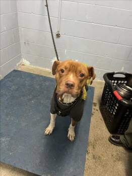 Rescue Pit Bull Terrier Dogs for Adoption in Woodland, California - *REDWOOD | PetCurious