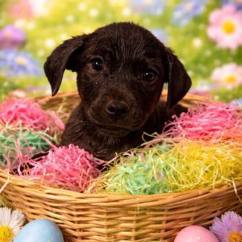 Mixed Breed Dogs Available for Adoption in Fredericksburg, Virginia - Preston Burke | PetCurious