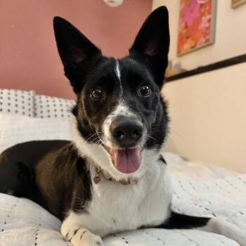 Callie -  Border Collie and Mixed Breed Dog for Adoption in Alma, Wisconsin - Callie | PetCurious