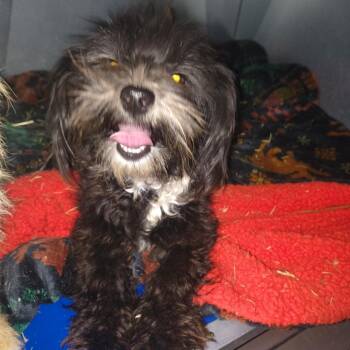 Scooby-Dee -  Shih Tzu Dog for Adoption in Moses Lake, Washington - Scooby-Dee | PetCurious