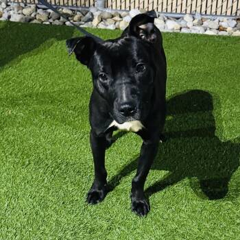 Meet PACO -COURTESY POST-Young medium size boy- PLS WATCH HIS VI -  American Staffordshire Terrier Dog for Adoption in Clifton, New Jersey - Meet PACO -COURTESY POST-Young Medium Size Boy- PLS WATCH HIS VI | PetCurious