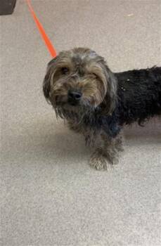 MAX -  Yorkshire Terrier Dog for Adoption in San Bernardino, California - MAX | PetCurious