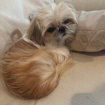 Cedar -  Shih Tzu Dog for Adoption in Mount Bethel, Pennsylvania - Cedar | PetCurious