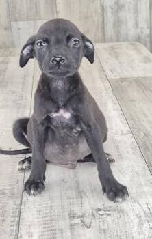 Brian -  Mixed Breed Dog for Adoption in Shreveport, Louisiana - Brian | PetCurious