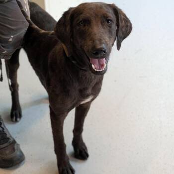 Flying Dutchman -  Mixed Breed Dog for Adoption in Huntington, West Virginia - Flying Dutchman | PetCurious