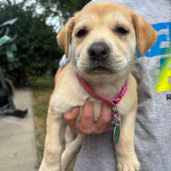 Liatris -  Mixed Breed Dog for Adoption in Buffalo, Minnesota - Liatris | PetCurious