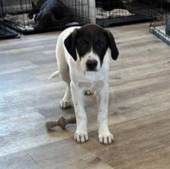 German Shorthaired Pointer and American Foxhound Dogs Available for Adoption - Scout | PetCurious