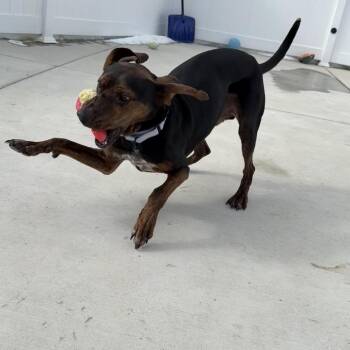 Hank -  Coonhound Dog for Adoption in Harrisonburg, Virginia - Hank | PetCurious
