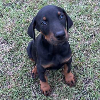 Doberman Pinscher Dogs Available for Adoption in Montgomery, Texas - Travis | PetCurious