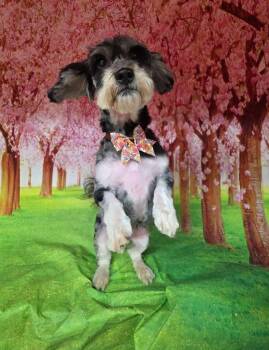 Rescue Miniature Schnauzer and Poodle Dogs for Adoption in Fanwood, New Jersey - Chula | PetCurious