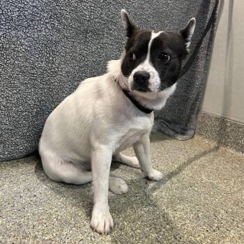 IVHS-Stray-142755 -  French Bulldog and Terrier Dog for Adoption in San Gabriel, California - IVHS-Stray-142755 | PetCurious