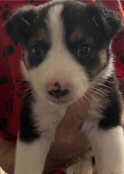 Madison -  Mixed Breed Dog Available for Adoption in Madison, Wisconsin - Madison | PetCurious