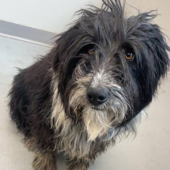 Shaggy -  Old English Sheepdog Dog for Adoption in Torrey, Utah - Shaggy | PetCurious