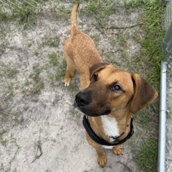 Costello 29715 -  Mixed Breed Dog for Adoption in Middleburg, Florida - Costello 29715 | PetCurious