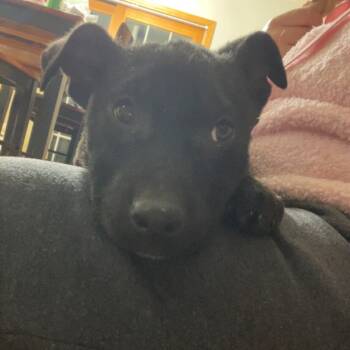 Rescue Mixed Breed Dogs for Adoption in Buffalo, Minnesota - Prairie | PetCurious