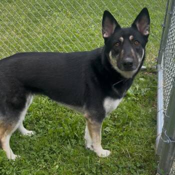 German Shepherd Dog Dogs Available for Adoption in Fairmont, West Virginia - Storm | PetCurious